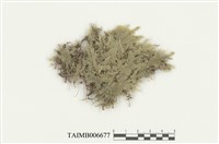 藏品(裂萼蘚屬)的圖片